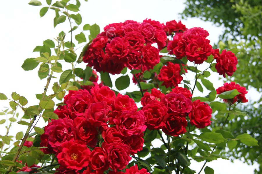 Red_Rose_1.jpg