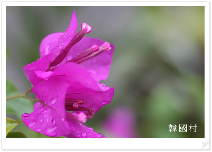 bougainvillea201209044.jpg