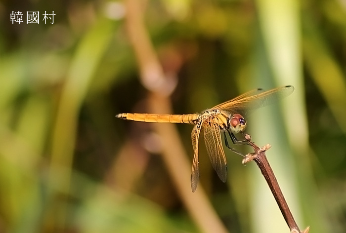 dragonfly12081606504.jpg