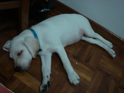 doggy2.jpg